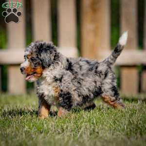 Jasper, Mini Bernedoodle Puppy